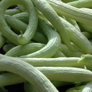 Pale Armenian Cucumber 20 Seeds