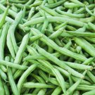 Contender Bush Bean 20 Seeds