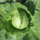 Copenhagen Market Cabbage 25 Seeds
