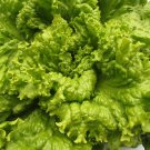 Black Seeded Simpson Lettuce 200 Seeds