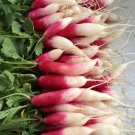 French Breakfast Radish 25 Seeds