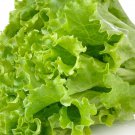 Green Leaf Lettuce 200 Seeds