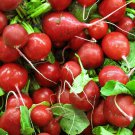 German Giant Radish 25 Seeds