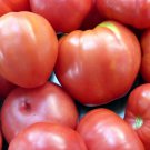 Oxheart Pink Tomato 25 Seeds