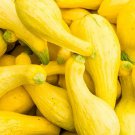 Early Summer Crookneck Squash 10 Seeds