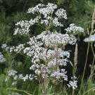 Anise 25 Seeds