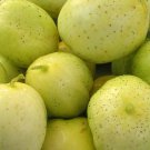 Lemon Cucumber 25 Seeds