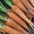 Red Cored Chantenay Carrot 200 Seeds