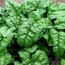 Giant Noble Spinach 25 Seeds