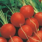 Early Scarlet Globe Radish 25 Seeds