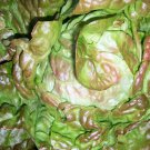 Bronze Mignonette Lettuce 200 Seeds