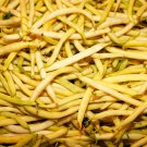 Topnotch Yellow Wax Bush Bean 20 Seeds