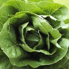 Parris Island Cos Lettuce 200 Seeds