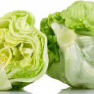 Iceberg Lettuce 200 Seeds