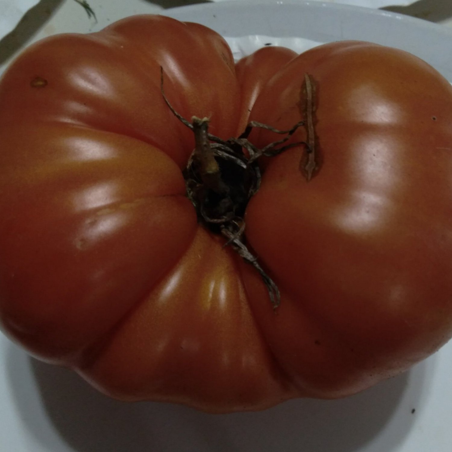 Giant Crimson Tomato Rare 10 Seeds