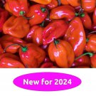 Red Scotch Bonnet Hot Pepper 10 Seeds