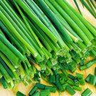 Chive 25 Seeds