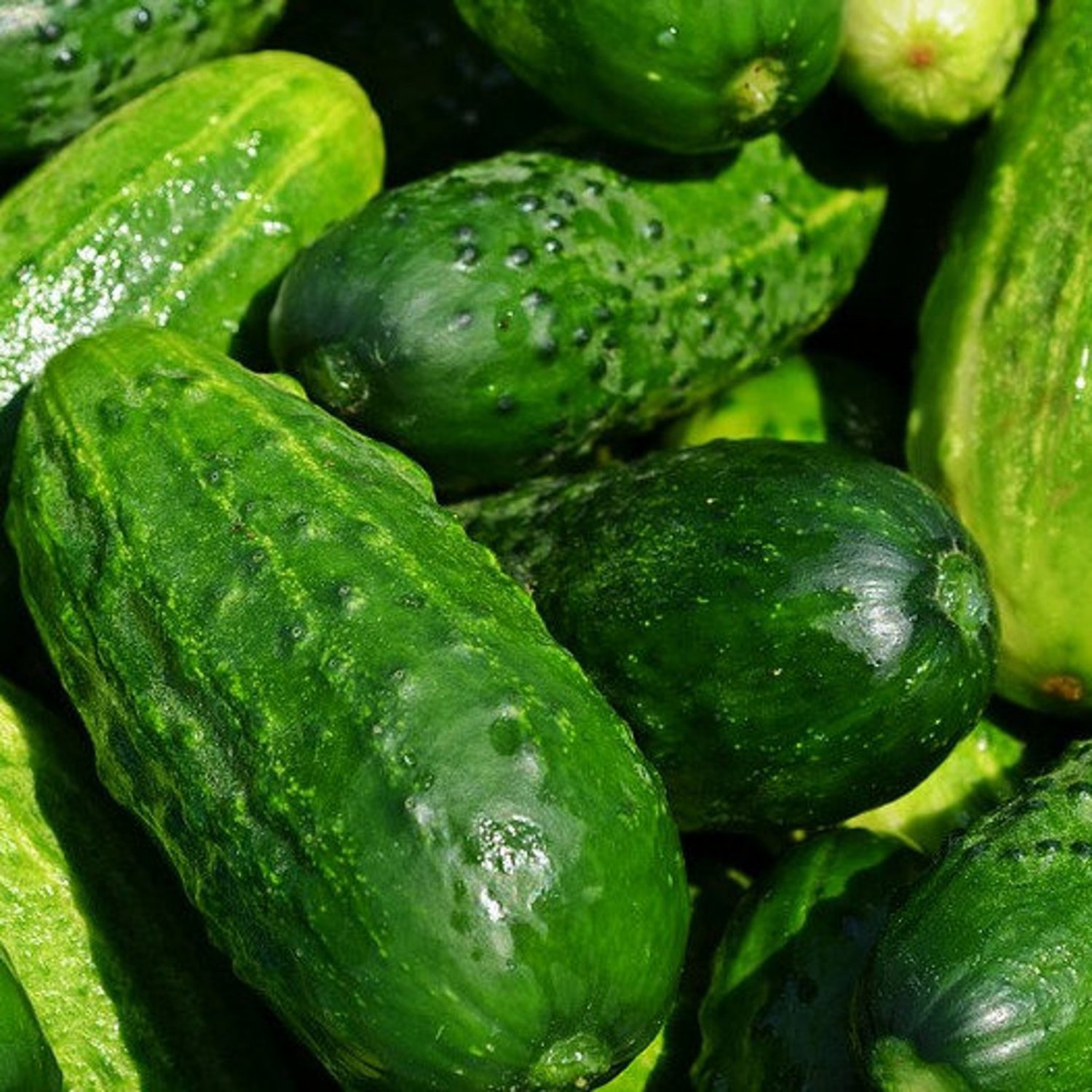 White Spine Cucumber 25 Seeds