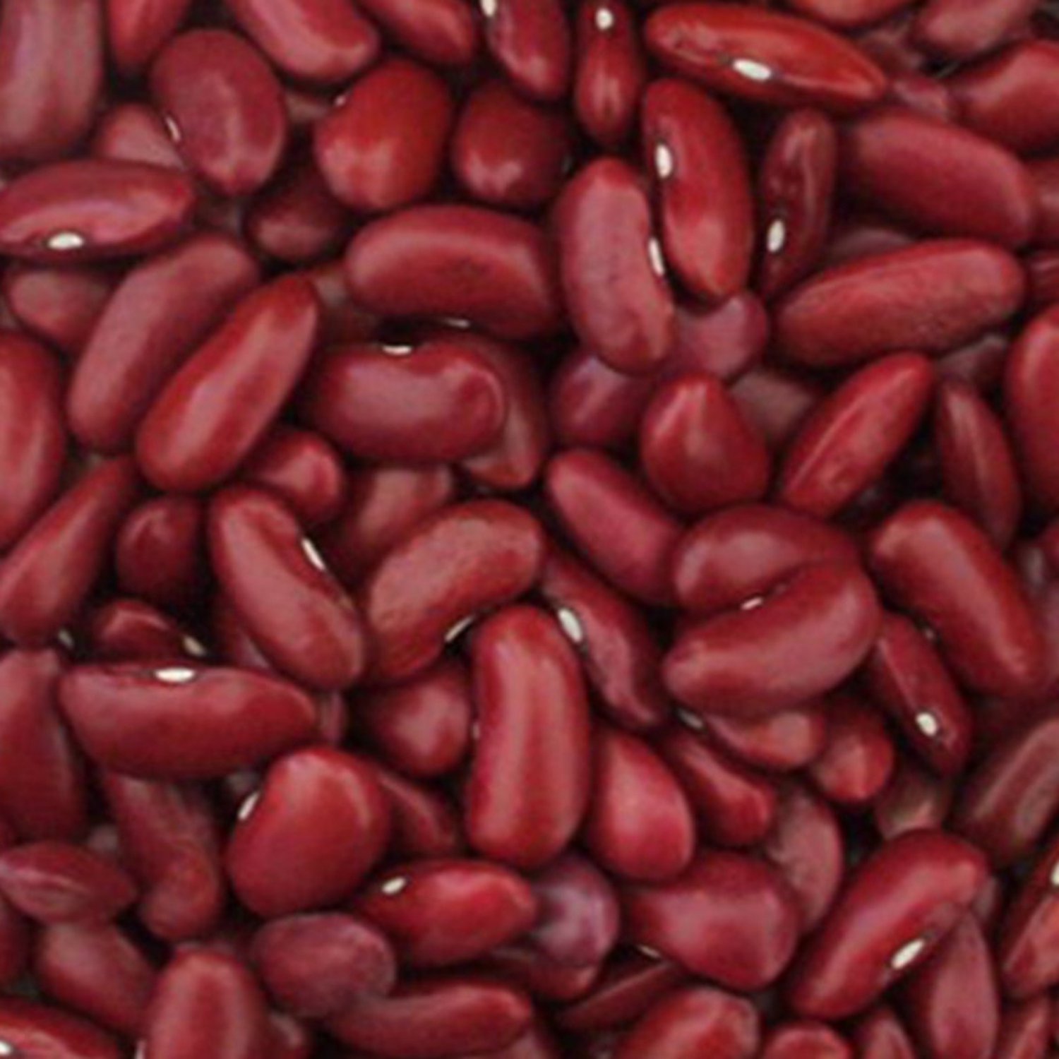 Dark Red Kidney Bush Bean 20 Seeds