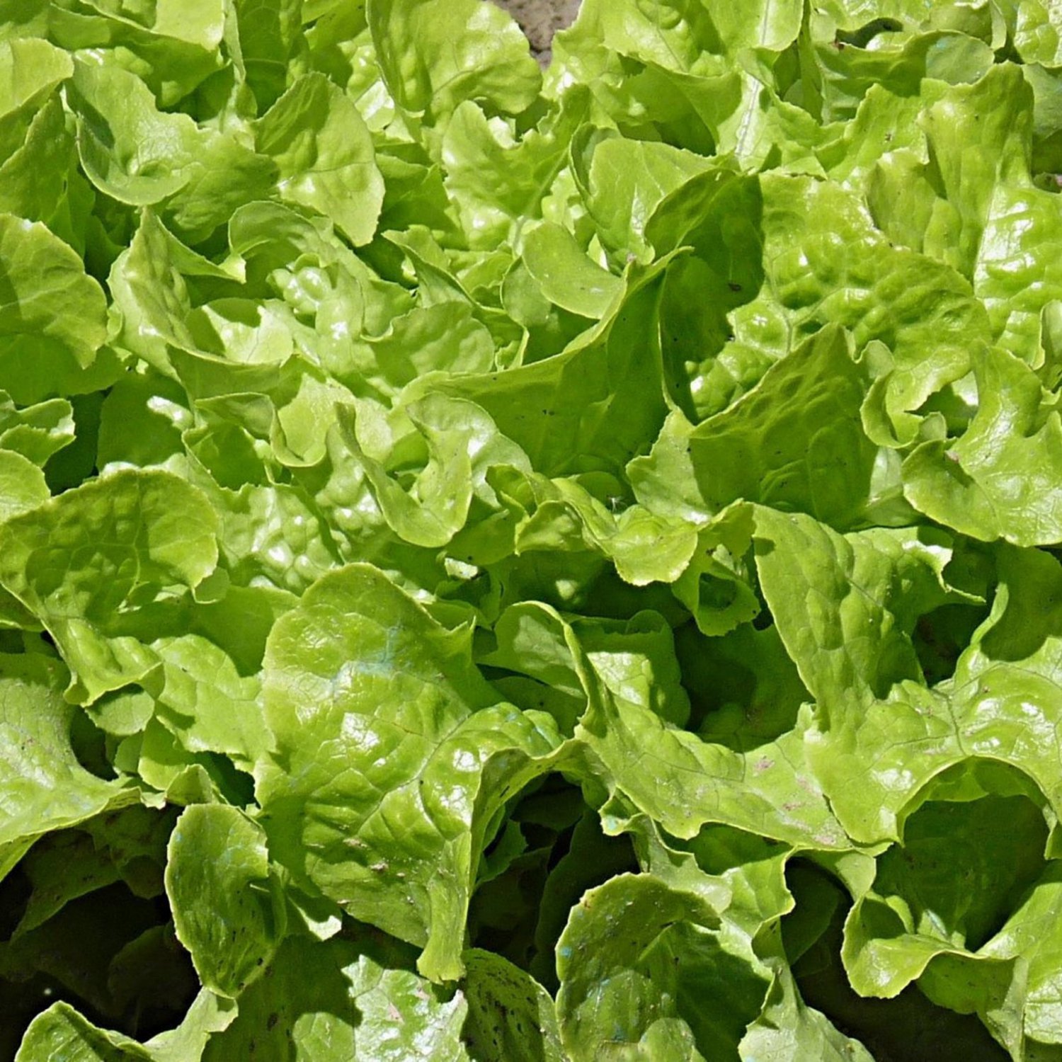 Oak Leaf Lettuce 200 Seeds