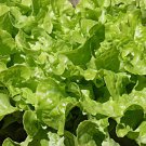 Oak Leaf Lettuce 200 Seeds