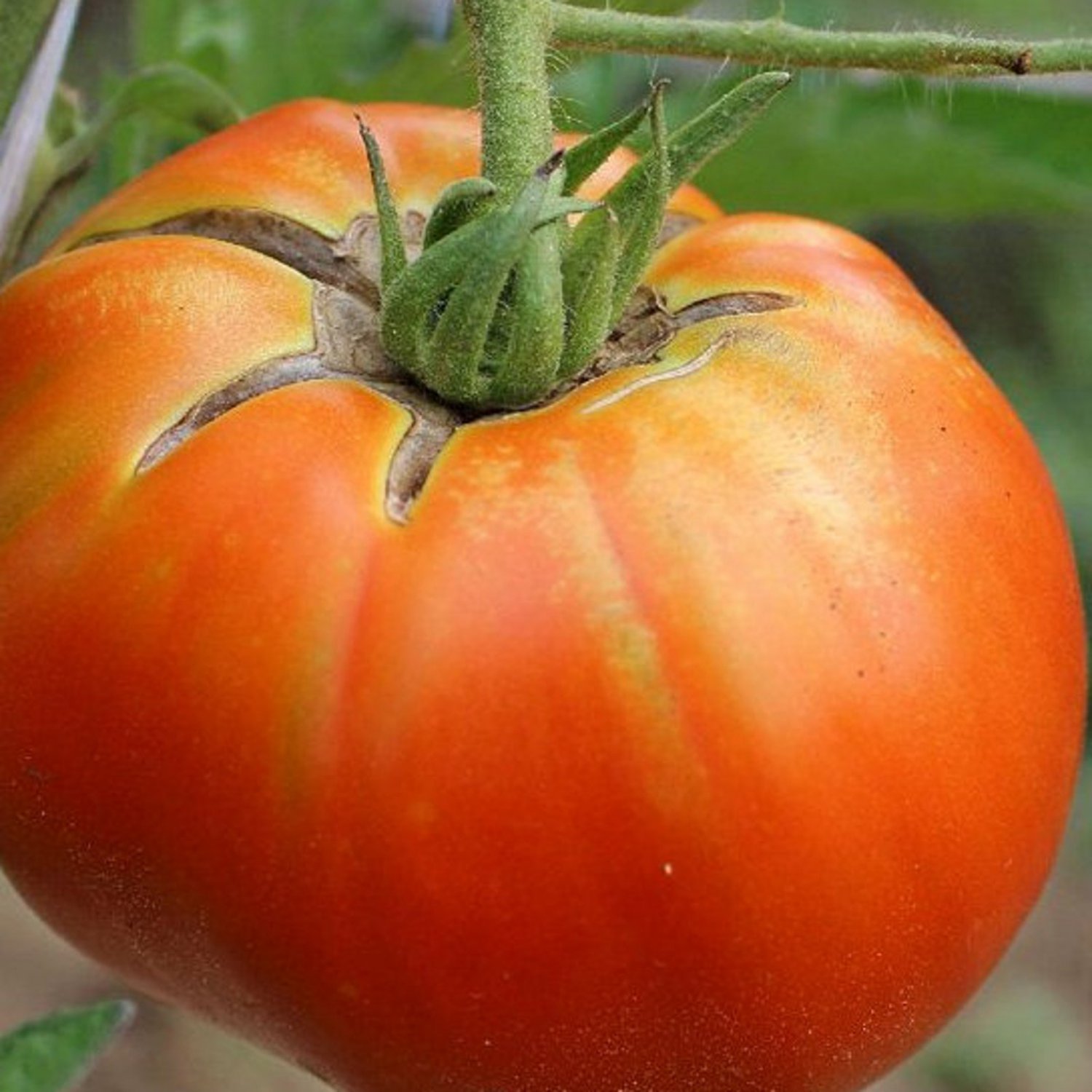 Hillbilly Tomato 20 Seeds