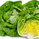 Big Boston Bibb Lettuce 200 Seeds