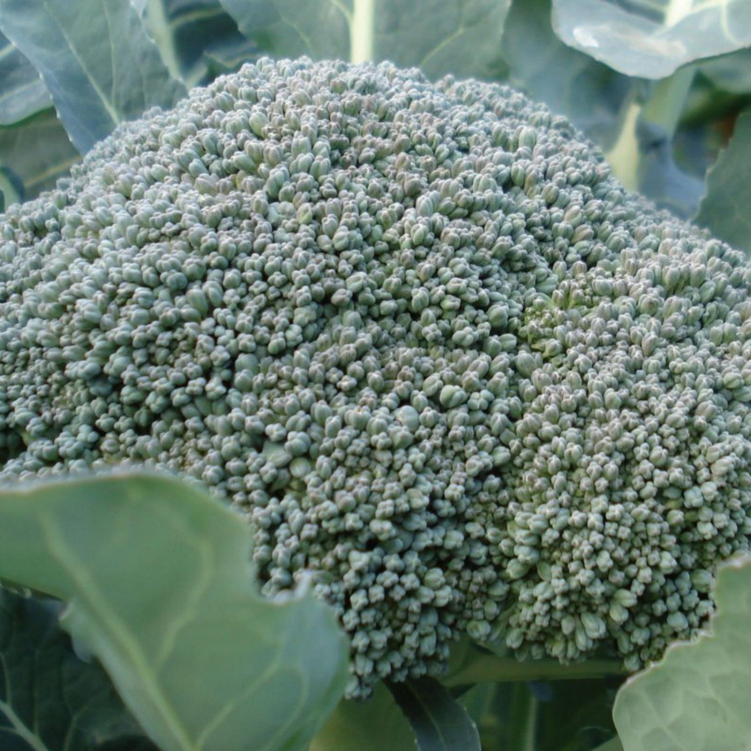 De Cicco Broccoli 25 Seeds
