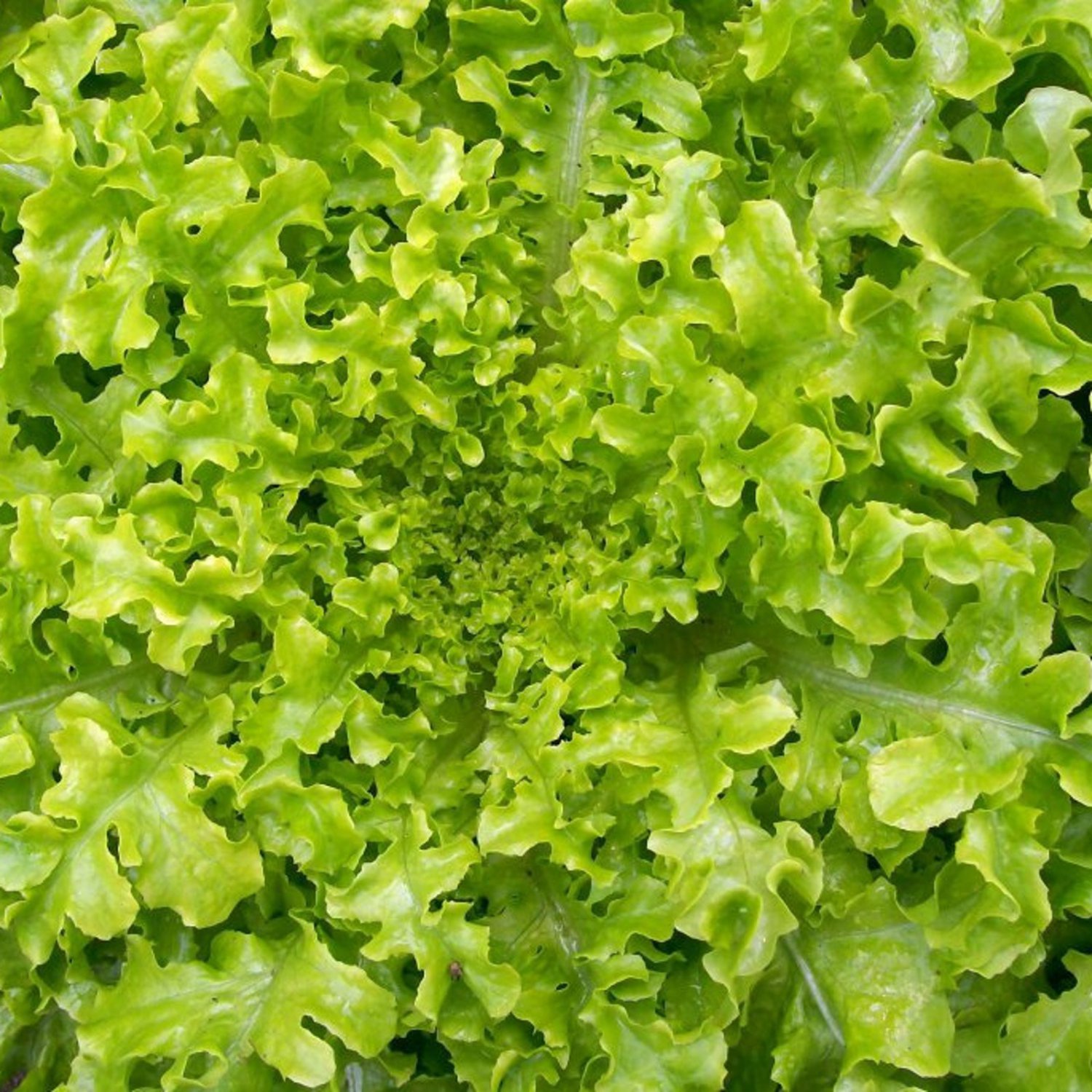 Green Salad Bowl Lettuce 200 Seeds