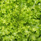 Green Salad Bowl Lettuce 200 Seeds
