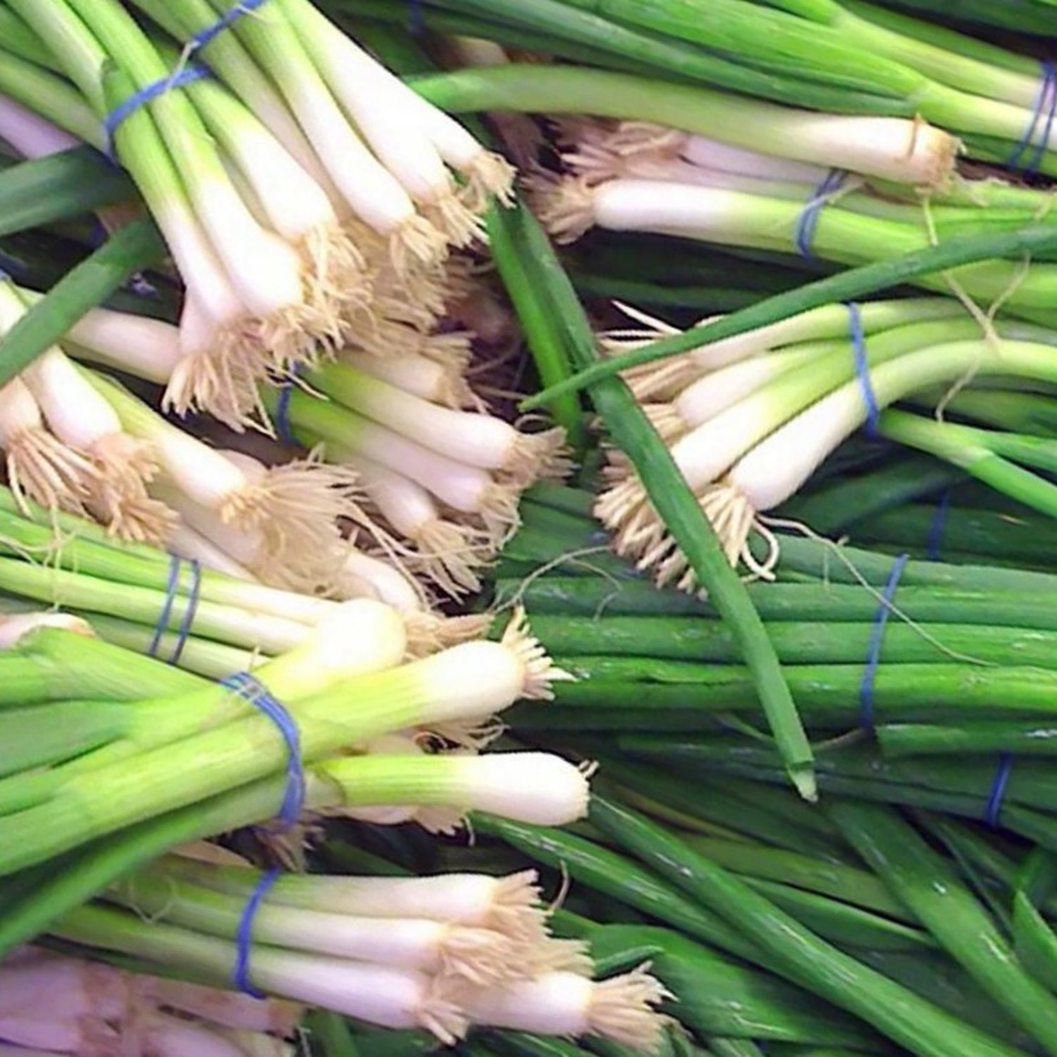 White Lisbon Bunching Onion 25 Seeds
