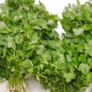 Cilantro/Coriander 20 Seeds