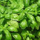 Italian Large Leaf Basil 25 Seeds