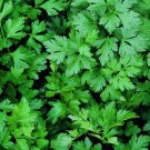 Italian Parsley 150 Seeds