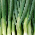 Parade Bunching Onion 25 Seeds