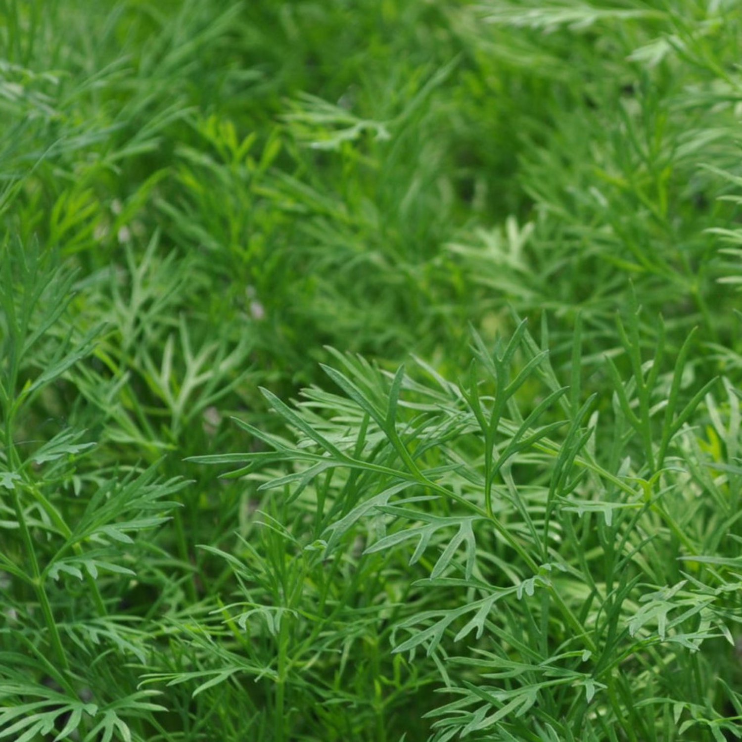 Dukat Dill 25 Seeds
