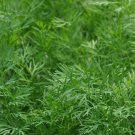 Dukat Dill 25 Seeds