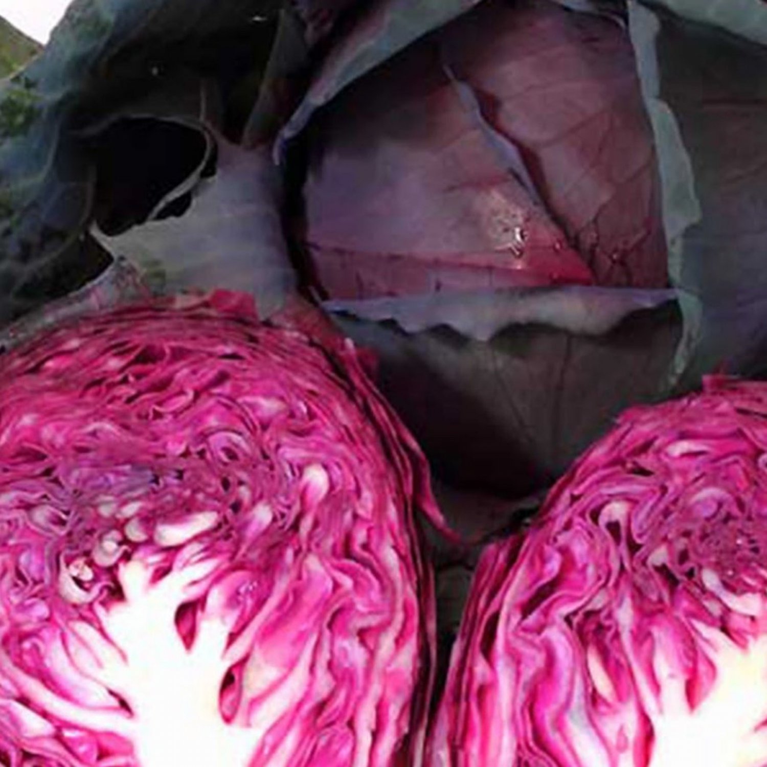 Red Acre Cabbage 25 Seeds