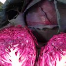 Red Acre Cabbage 25 Seeds