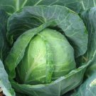 Golden Acre Cabbage 25 Seeds