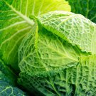 Savoy Cabbage 25 Seeds