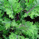 Red Russian Kale 25 Seeds