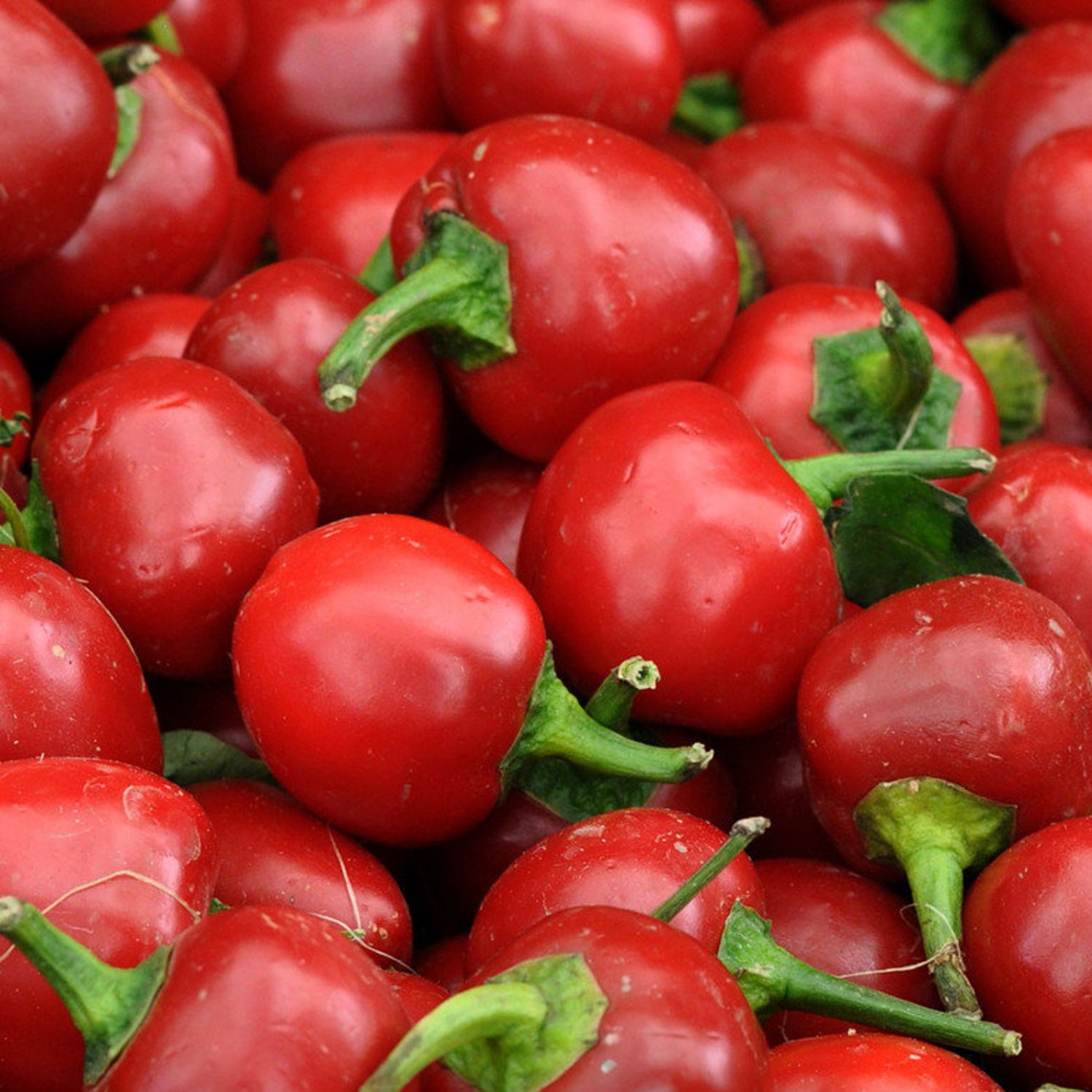 Cherry Bomb Pepper 15 Seeds