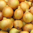 Utah Yellow Sweet Spanish Onion 25 Seeds