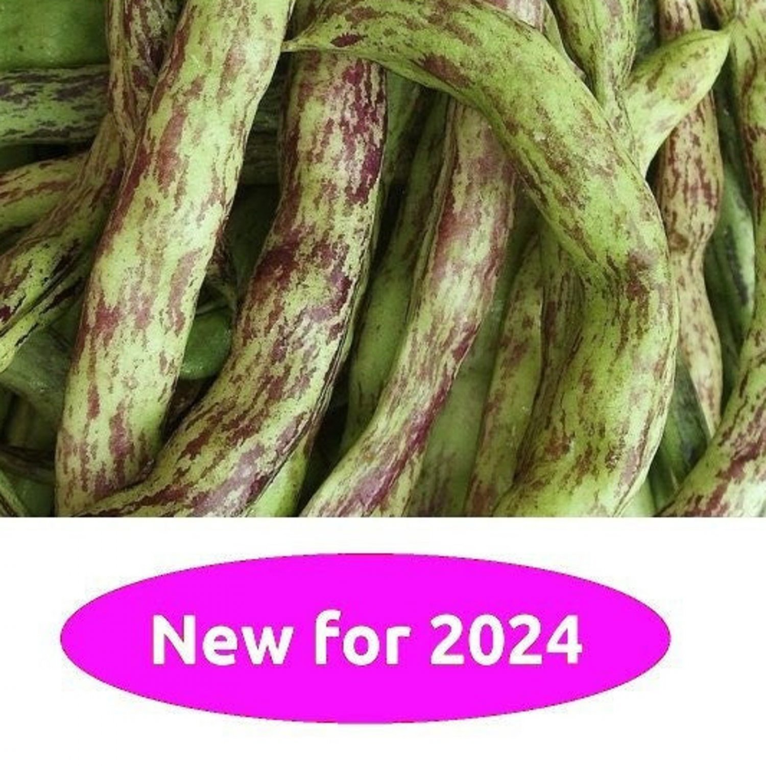 Rattlesnake Pole Bean 20 Seeds