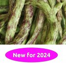 Rattlesnake Pole Bean 20 Seeds