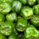 California Wonder Bell Pepper 25 Seeds