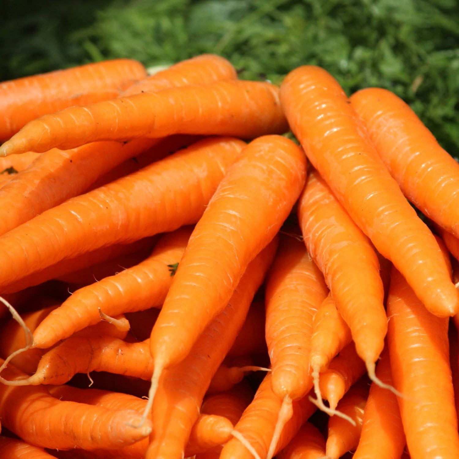 Tendersweet Carrot 200 Seeds