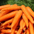 Tendersweet Carrot 200 Seeds