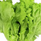 Green Ice Lettuce 150 Seeds